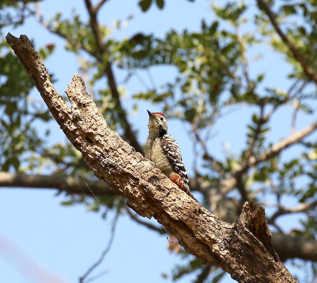 Freckle-breasted Woodpecker - Sandy Vorpahl