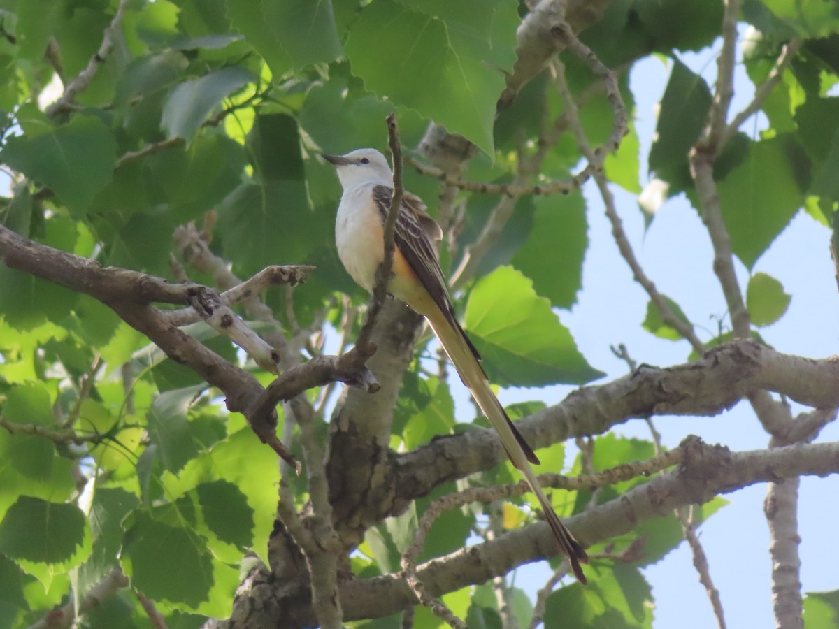 Scissor-tailed Flycatcher - Kyan Russell
