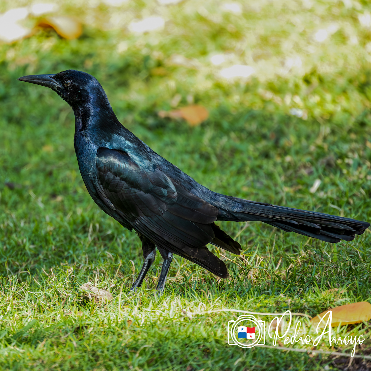 Boat-tailed Grackle - ML617115913
