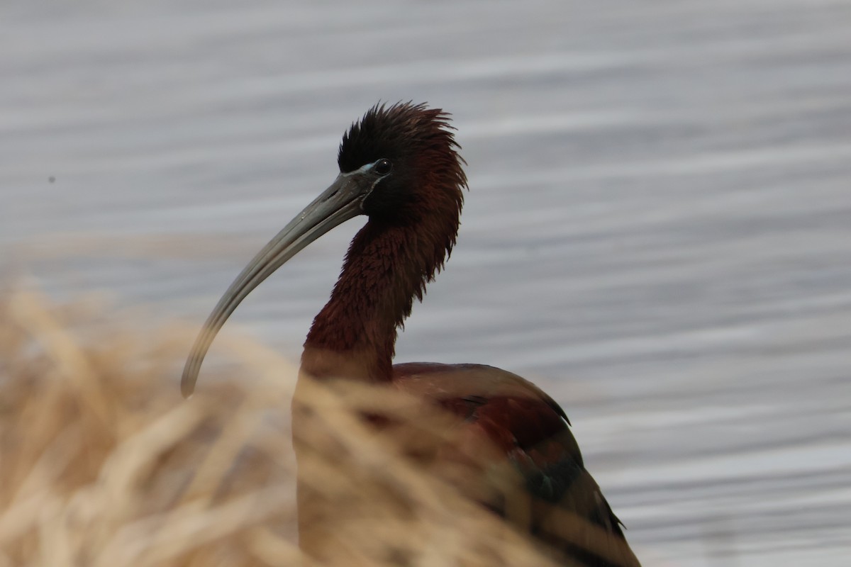 ibis hnědý - ML617115960