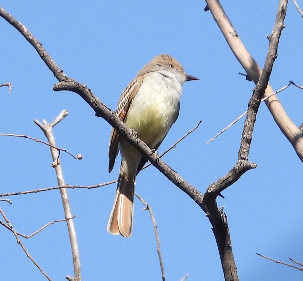 Nutting's Flycatcher - Guadalupe Esquivel Uribe