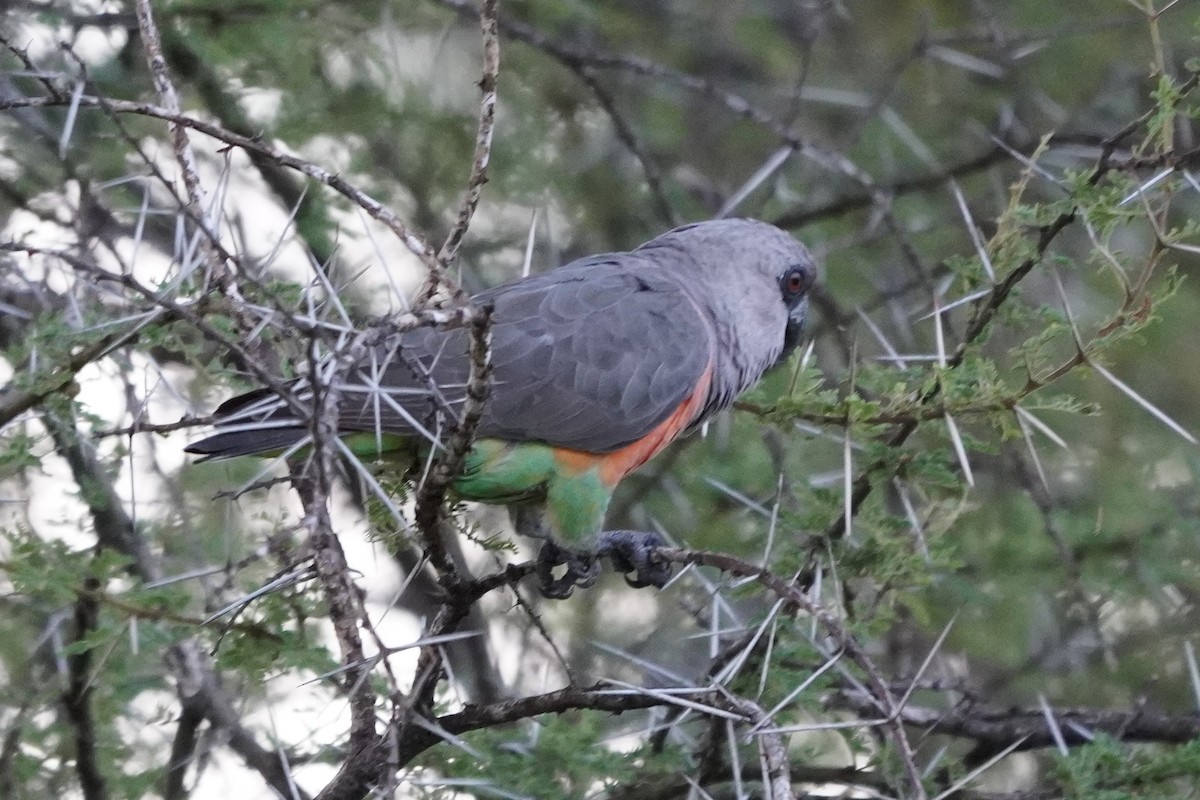 Red-bellied Parrot - ML617116289