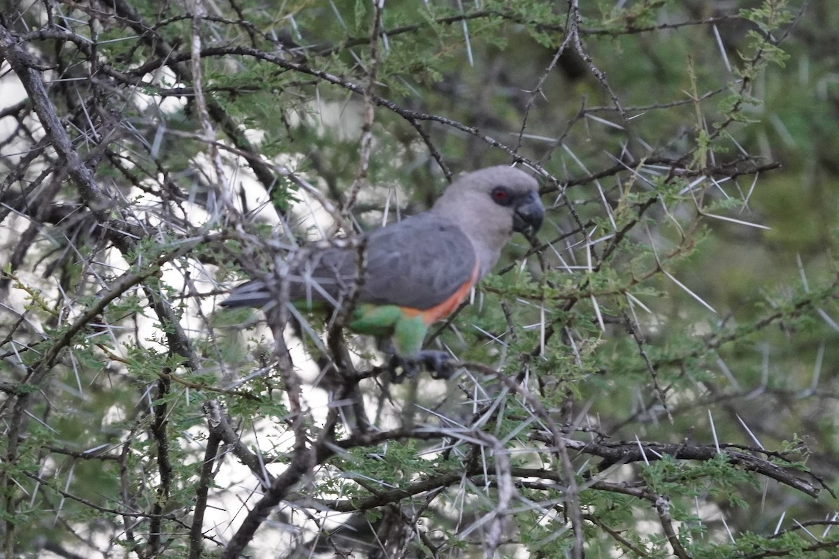 Red-bellied Parrot - ML617116290