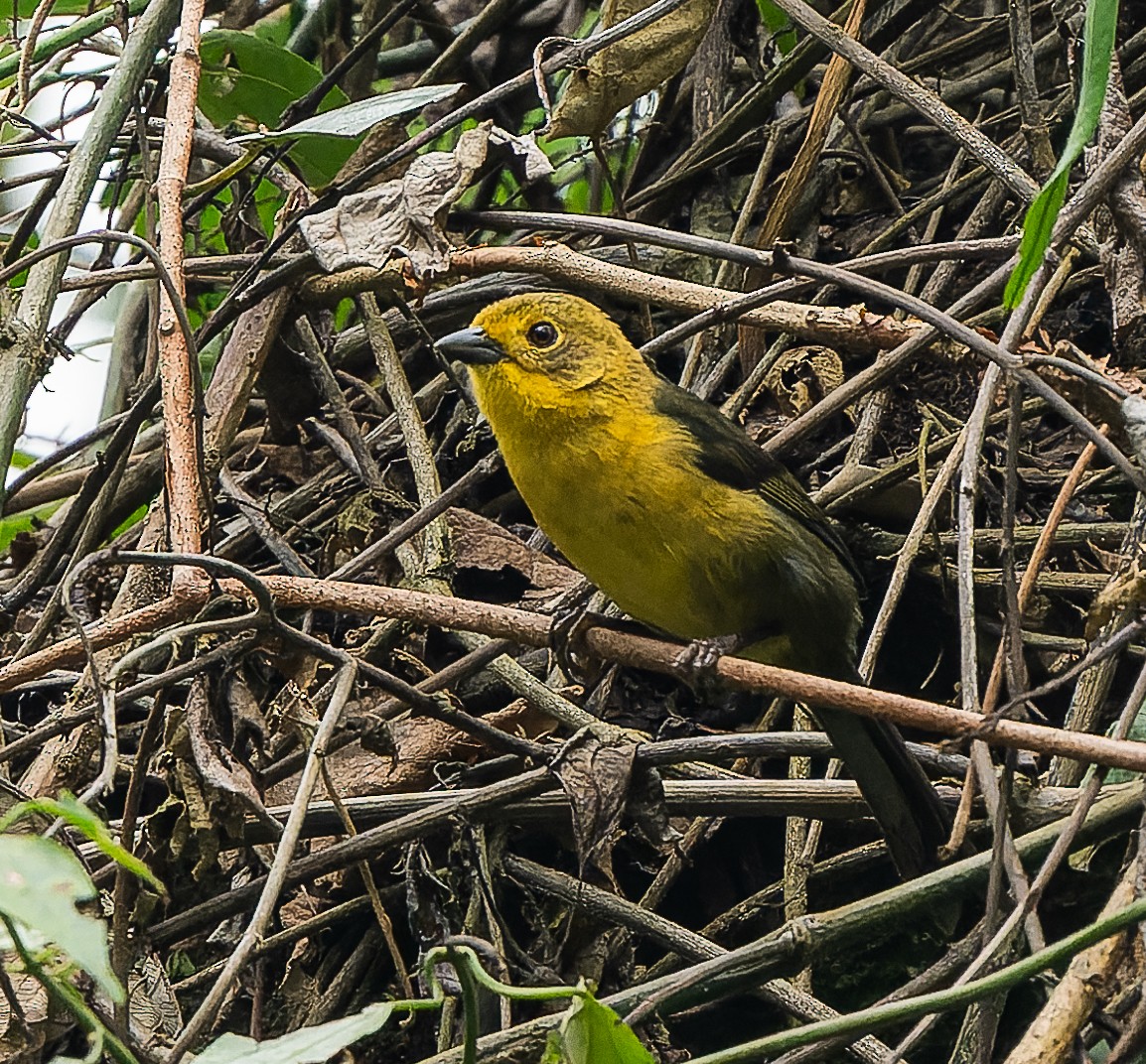 Yellow-headed Brushfinch - ML617116469
