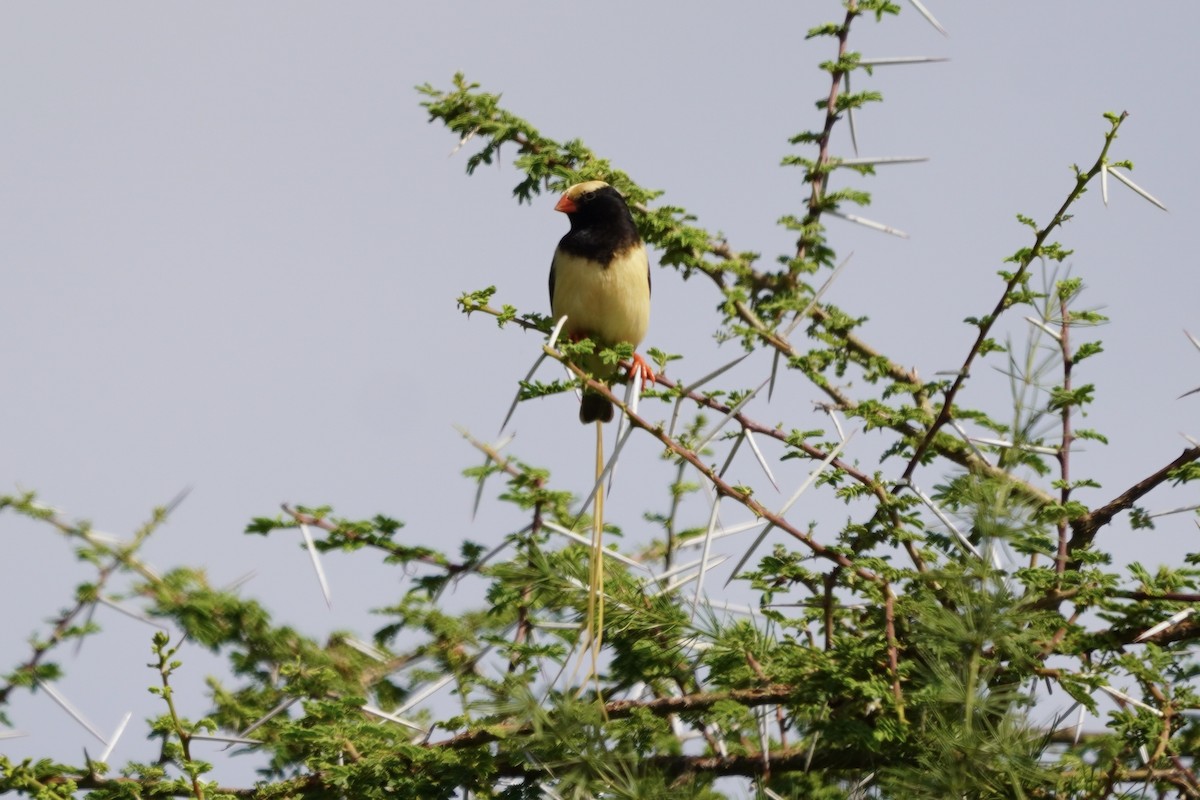 Straw-tailed Whydah - Greg Hertler
