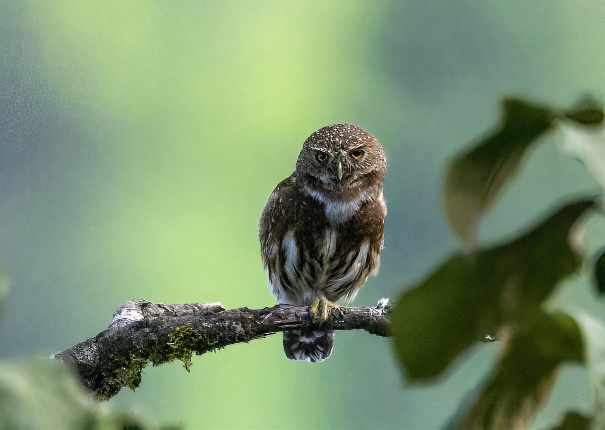 Andean Pygmy-Owl - Roberto Zamora Parrales