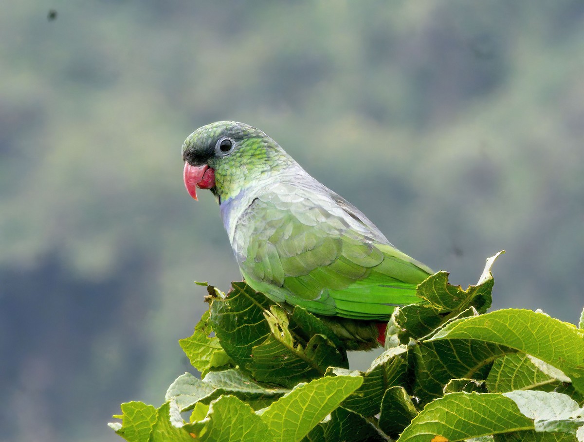 Red-billed Parrot - ML617116589
