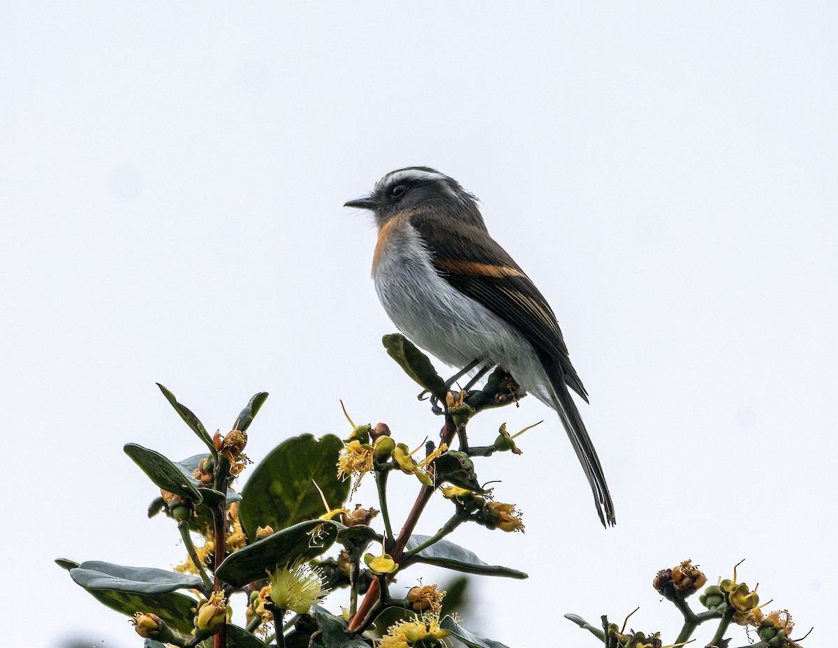 Rufous-breasted Chat-Tyrant - ML617116599