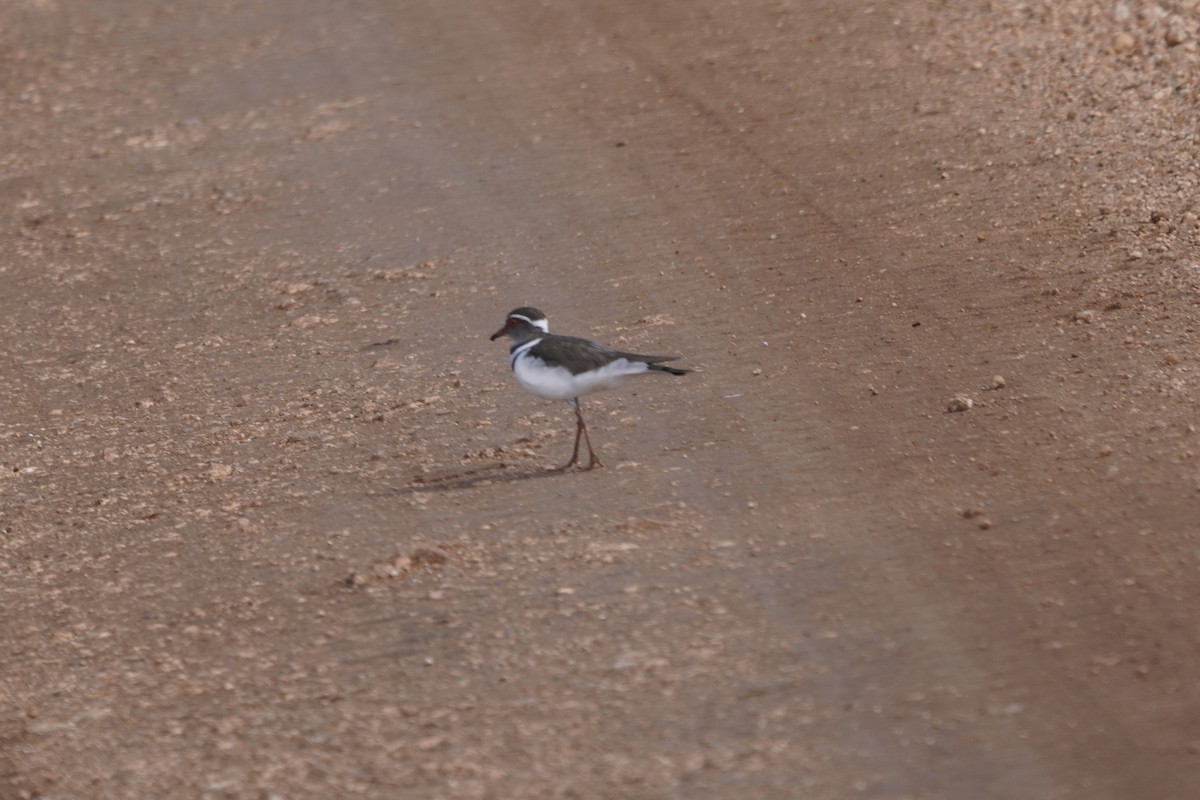 Three-banded Plover - ML617116603