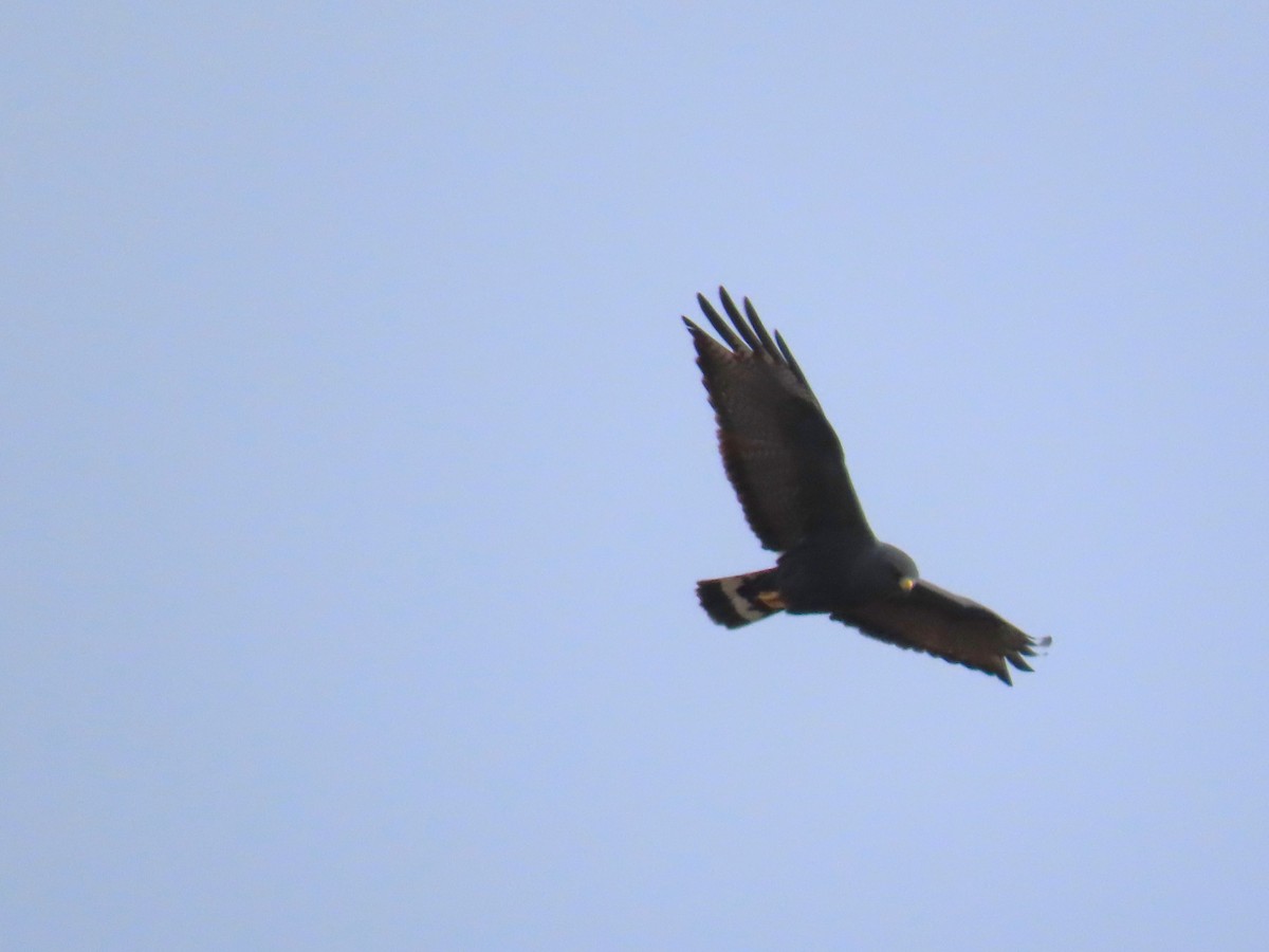 Zone-tailed Hawk - ML617116625