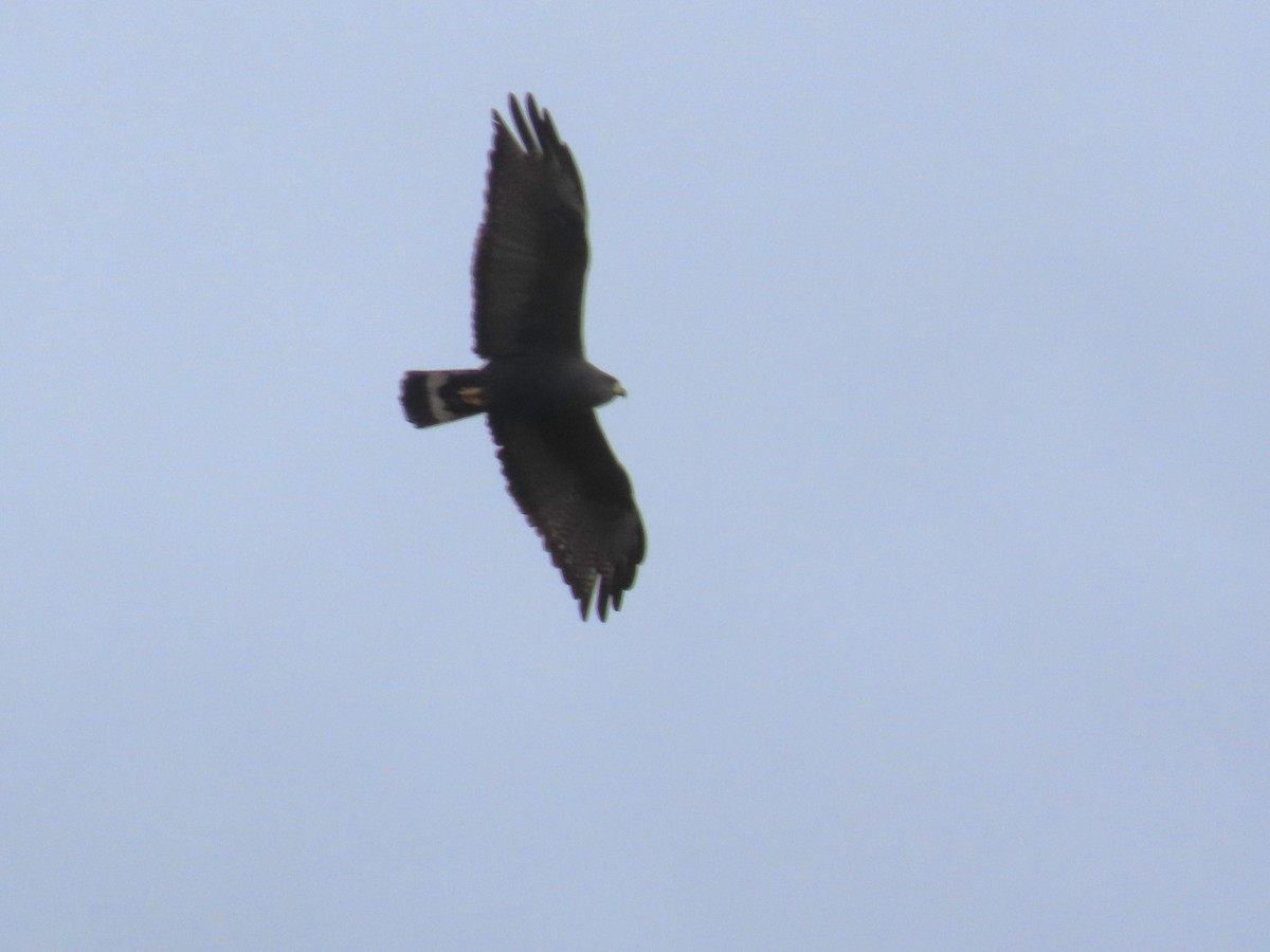 Zone-tailed Hawk - ML617116629