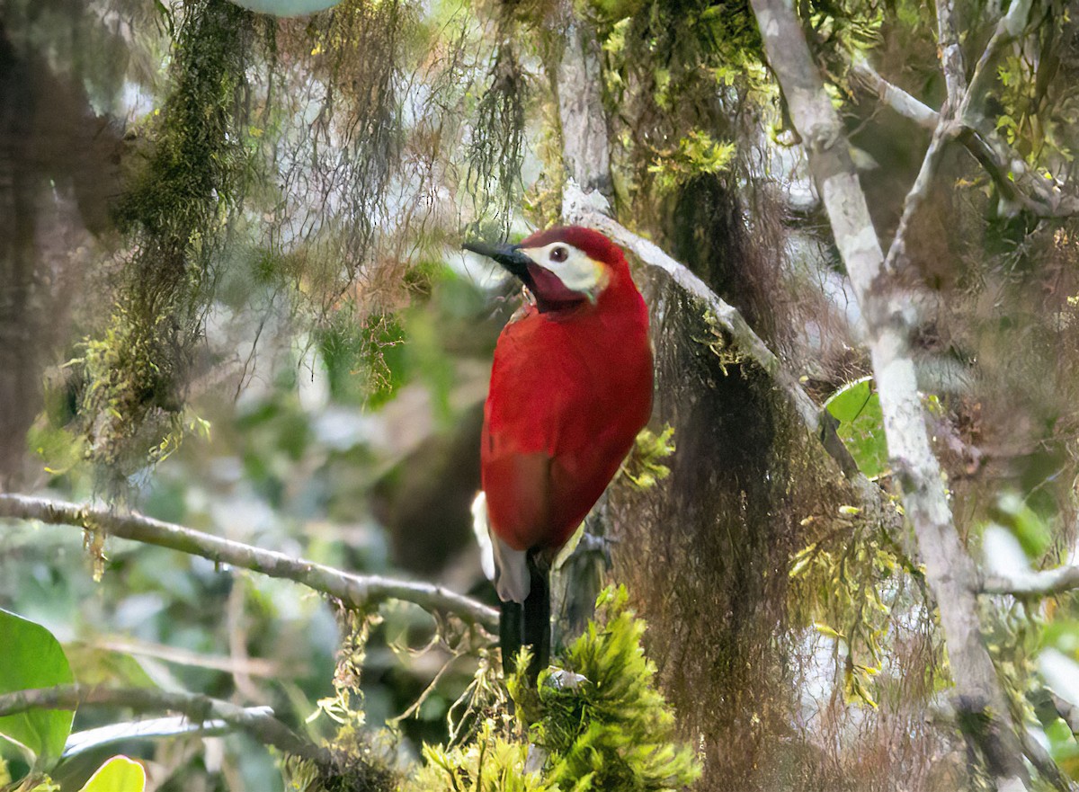 Crimson-mantled Woodpecker - ML617116693