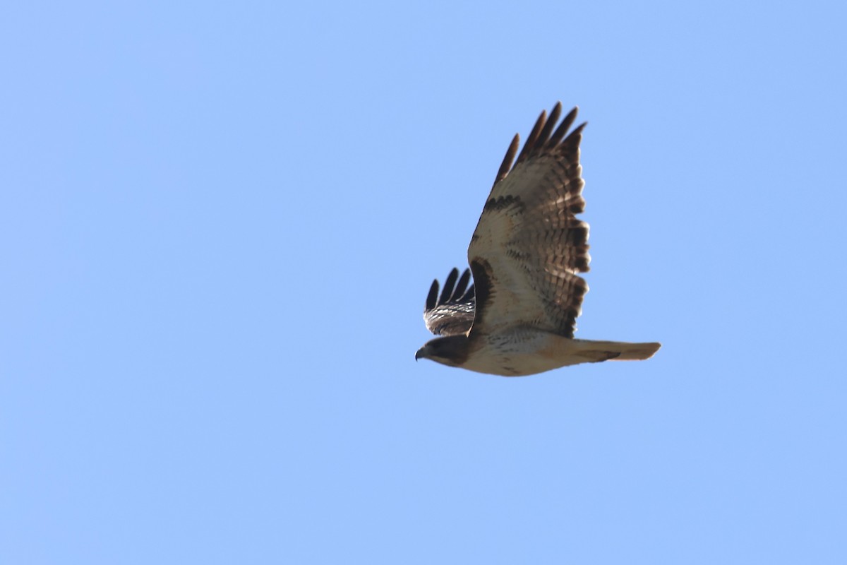 Red-tailed Hawk (fuertesi) - ML617116783