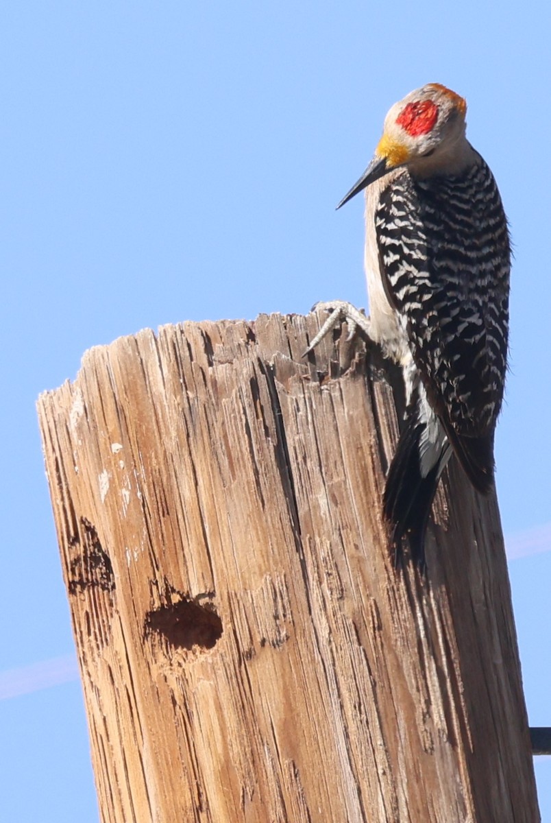 Golden-fronted Woodpecker (Northern) - ML617116789