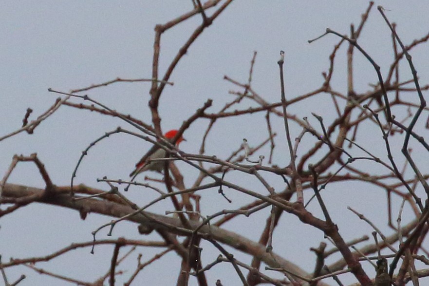 Scarlet-headed Flowerpecker - ML617116800