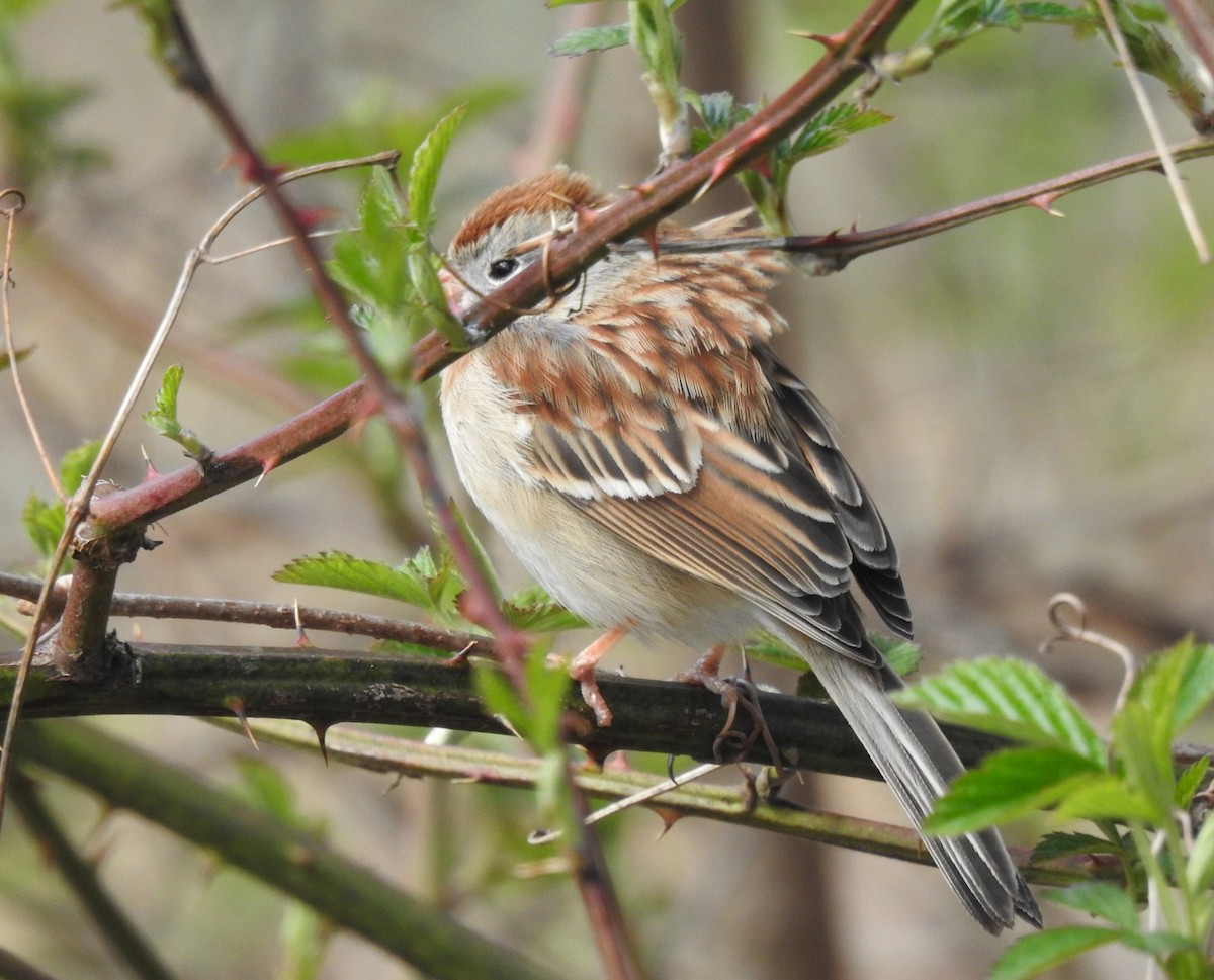 Field Sparrow - Ed Escalante