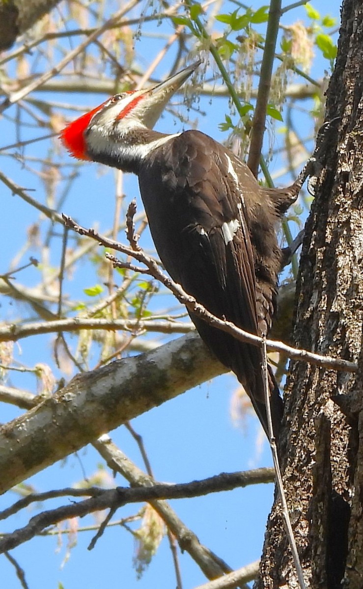 Pileated Woodpecker - ML617117014