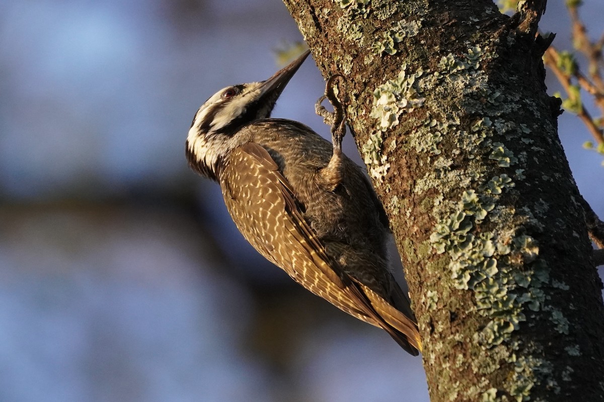 Bearded Woodpecker - ML617117067