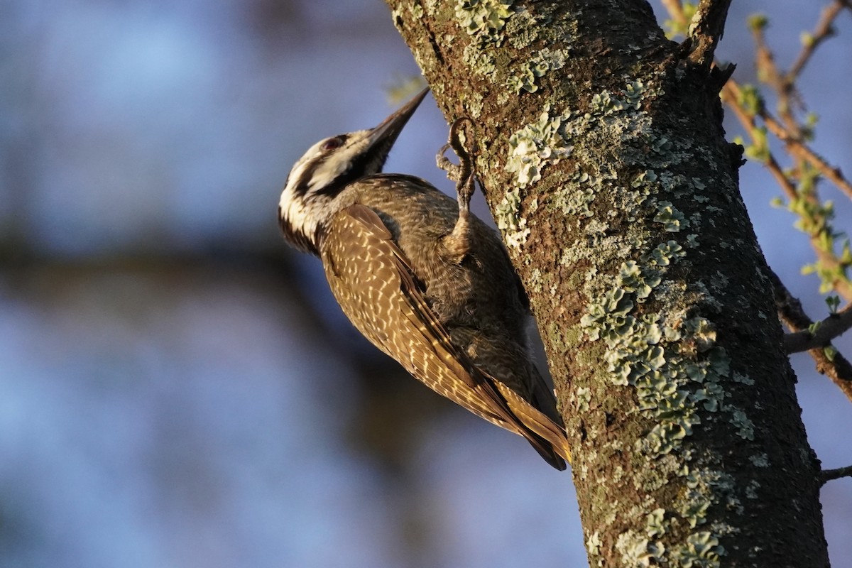 Bearded Woodpecker - Greg Hertler