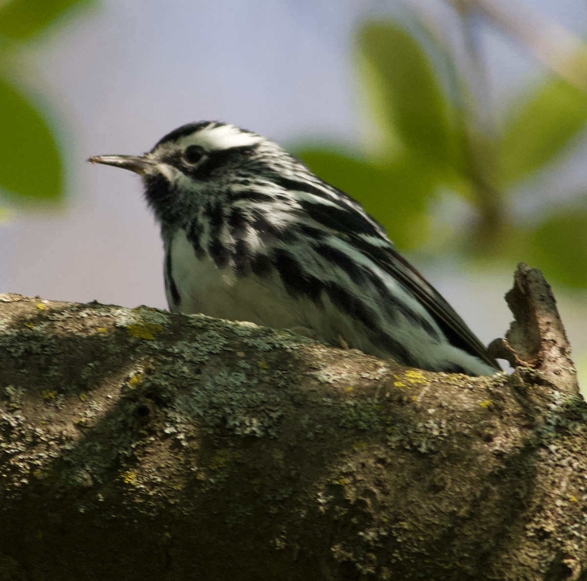 Black-and-white Warbler - ML617117084
