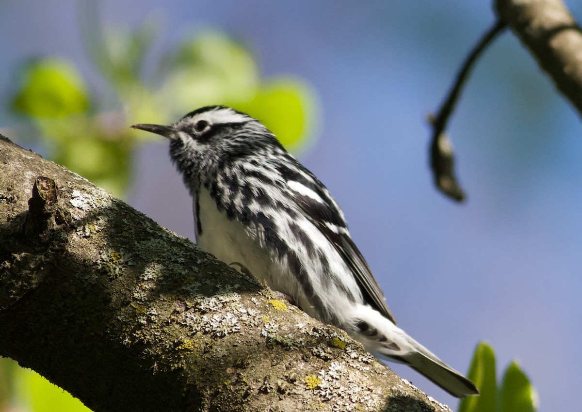 Black-and-white Warbler - ML617117085