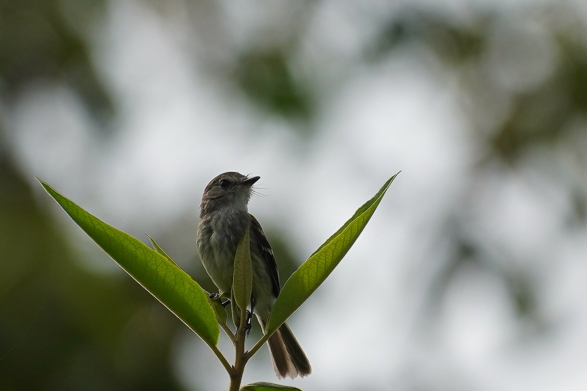 Olive-chested Flycatcher - ML617117185