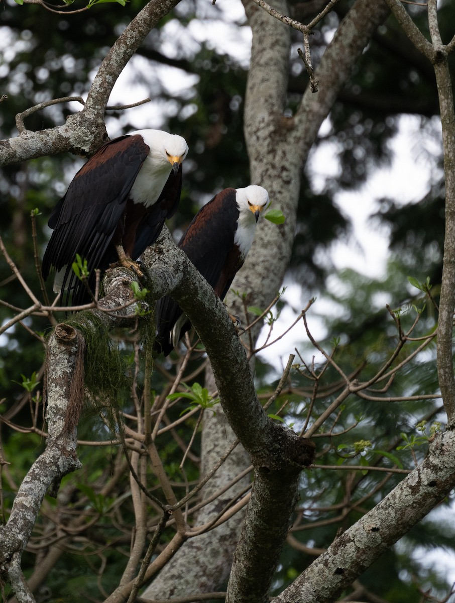 African Fish-Eagle - ML617117264