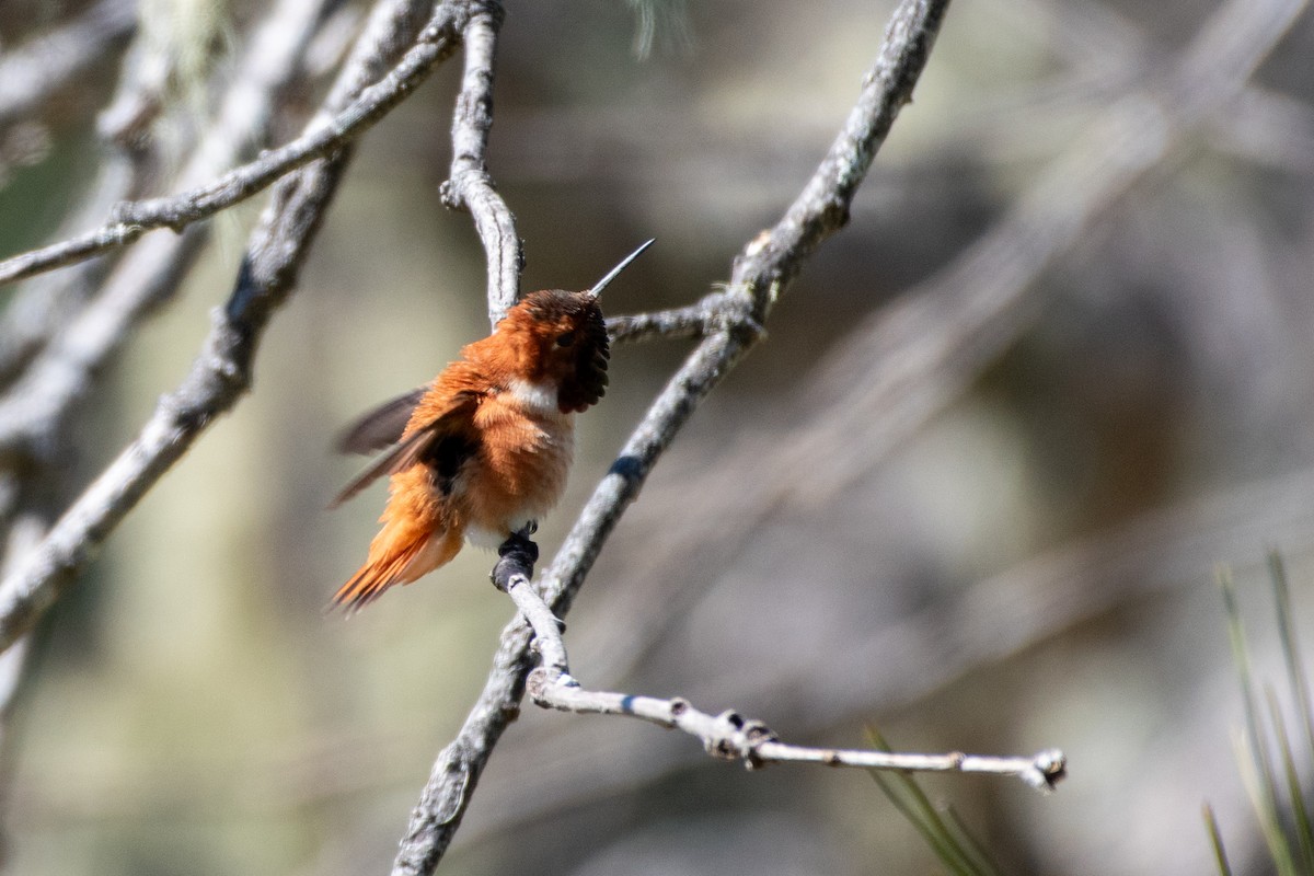 Rufous Hummingbird - ML617117277