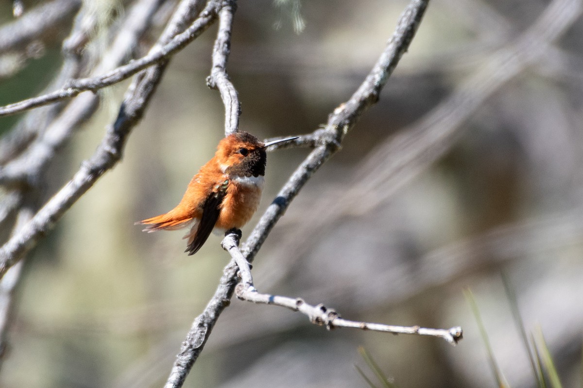 Rufous Hummingbird - ML617117278