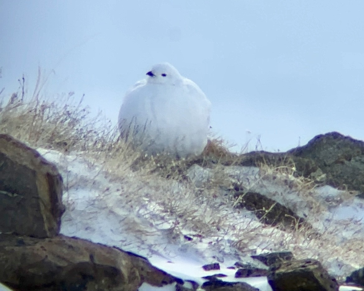 White-tailed Ptarmigan - ML617117337