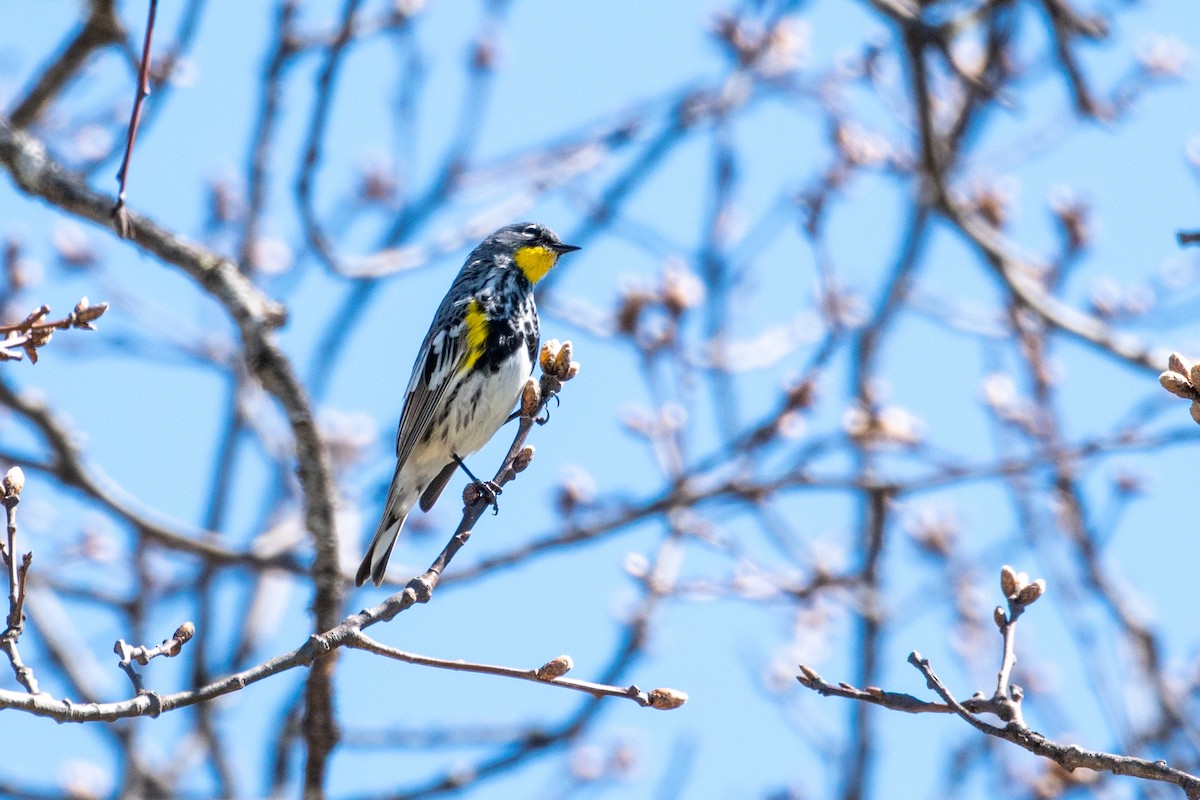 Yellow-rumped Warbler (Audubon's) - ML617117344