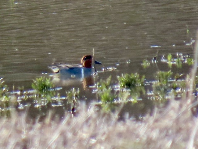 Green-winged Teal - ML617117357