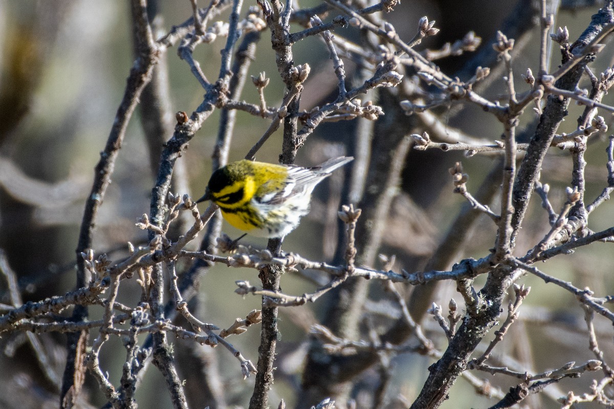 Townsend's Warbler - Levi Ashe