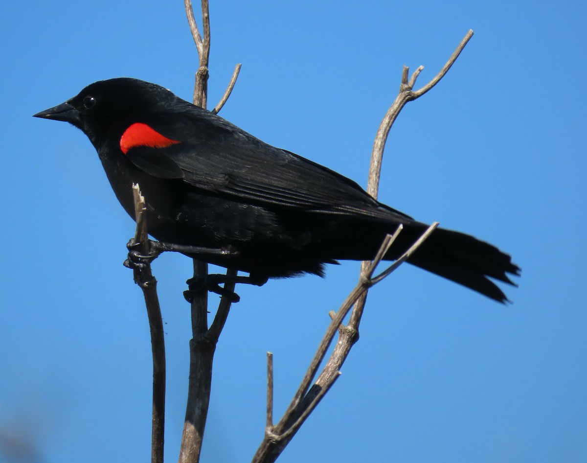 Red-winged Blackbird (California Bicolored) - Sherry Gray