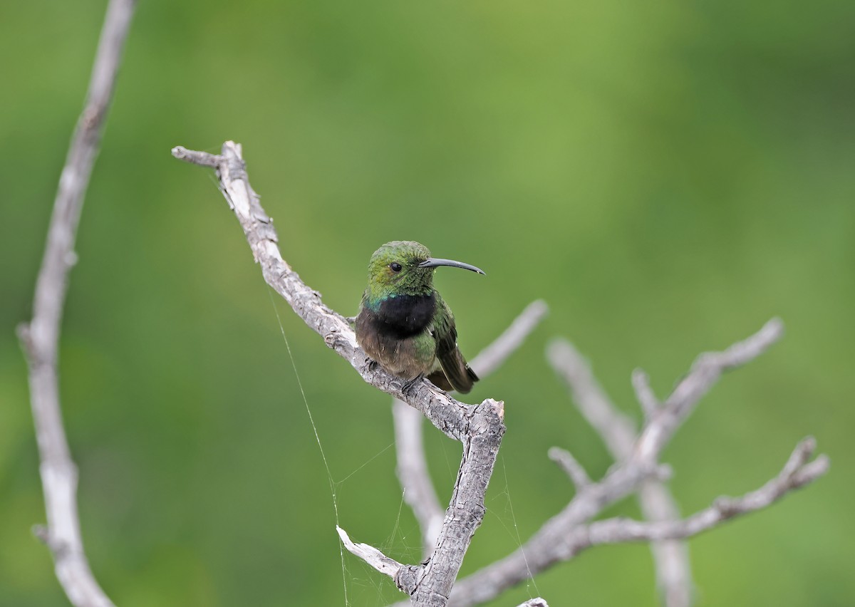 kolibřík tmavoprsý - ML617117517