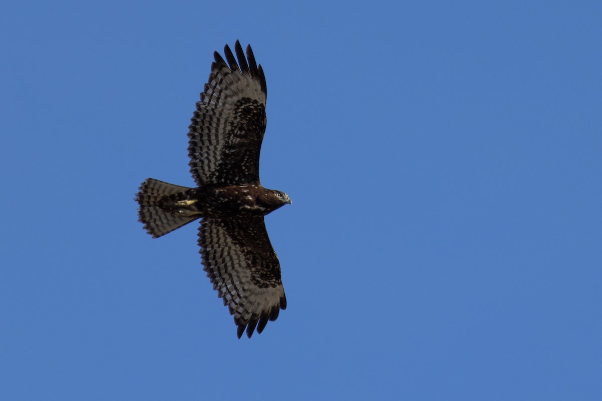 Red-tailed Hawk (Harlan's) - Tobin Brown