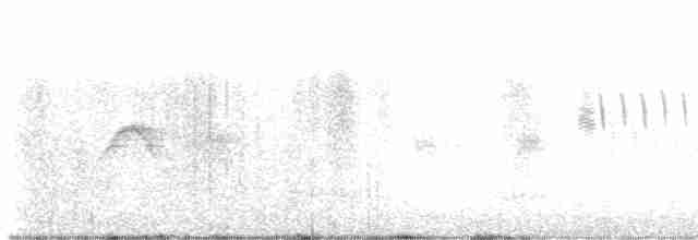 Светлобрюхий фиби - ML617117620