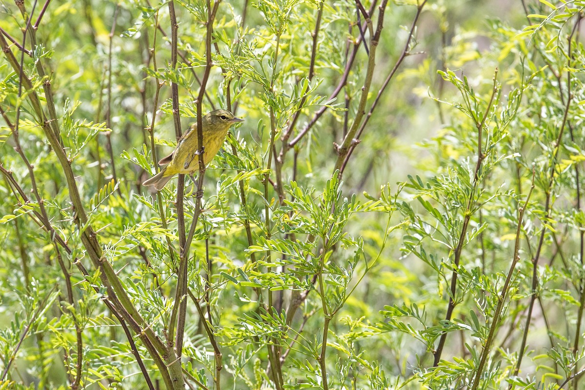 Orange-crowned Warbler (lutescens) - Michael Long