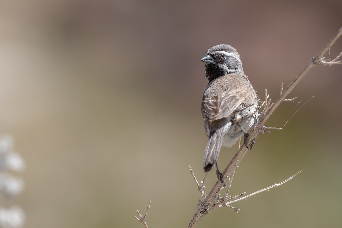 Black-throated Sparrow - ML617117644