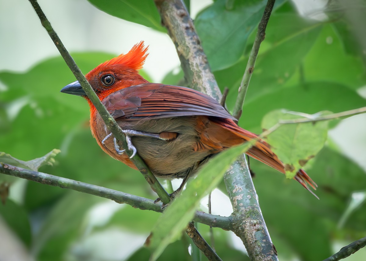 Crested Ant-Tanager - ML617117723