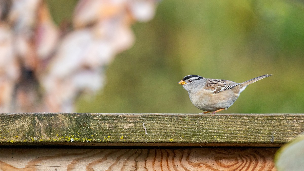 White-crowned Sparrow - ML617117749