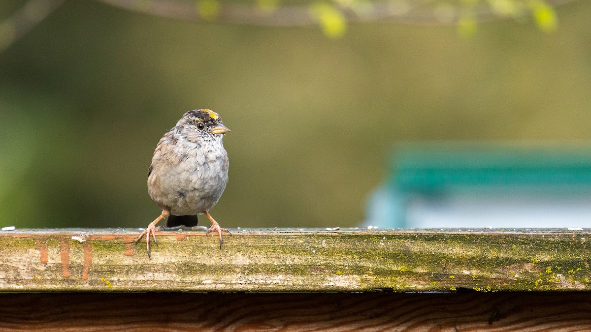 Golden-crowned Sparrow - Aquiles Brinco
