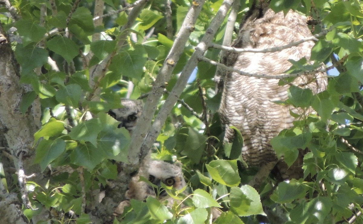 Great Horned Owl - ML617117813