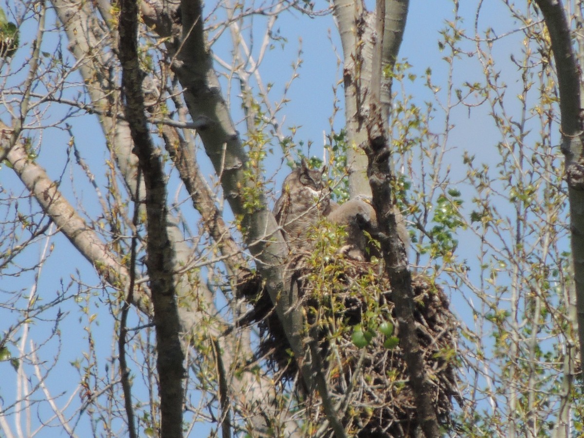 Great Horned Owl - ML617117825
