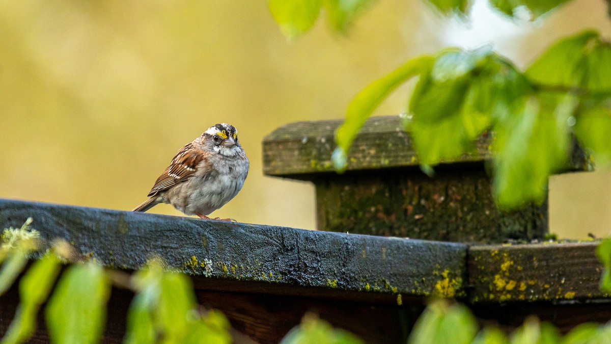 White-throated Sparrow - Aquiles Brinco