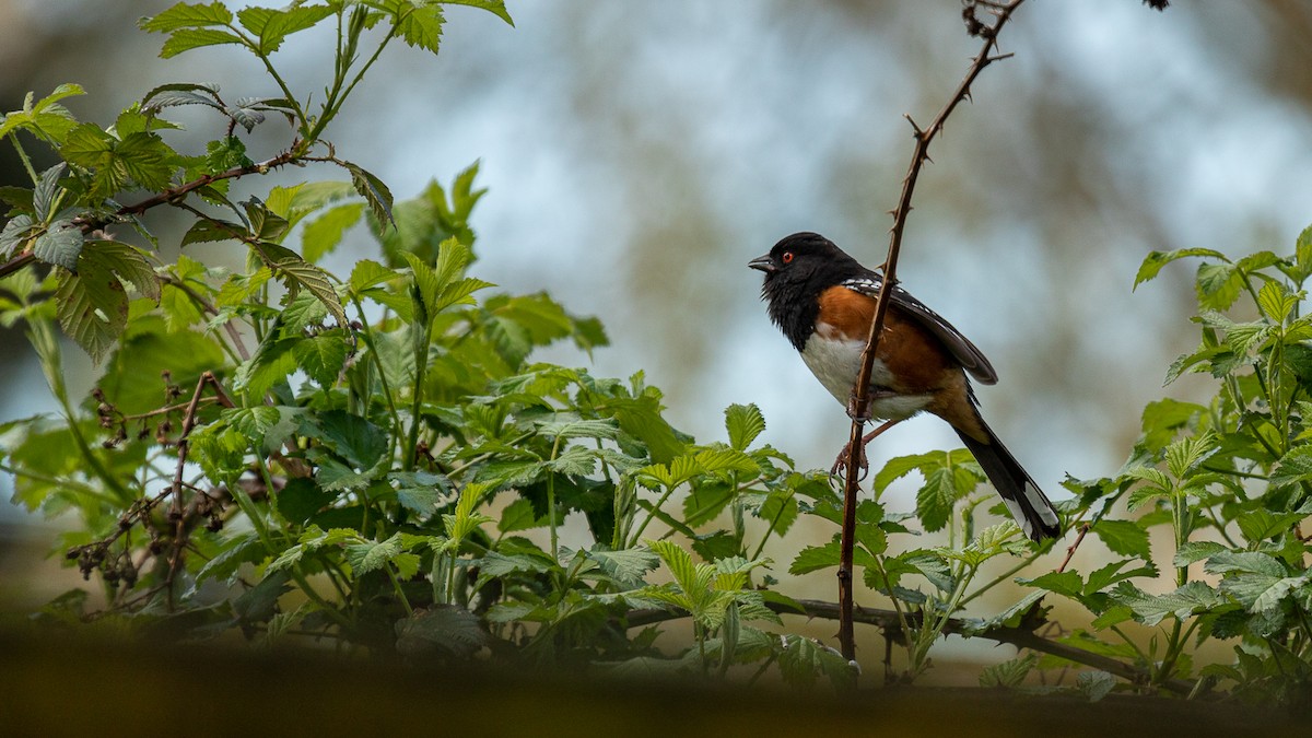 Spotted Towhee - ML617117842