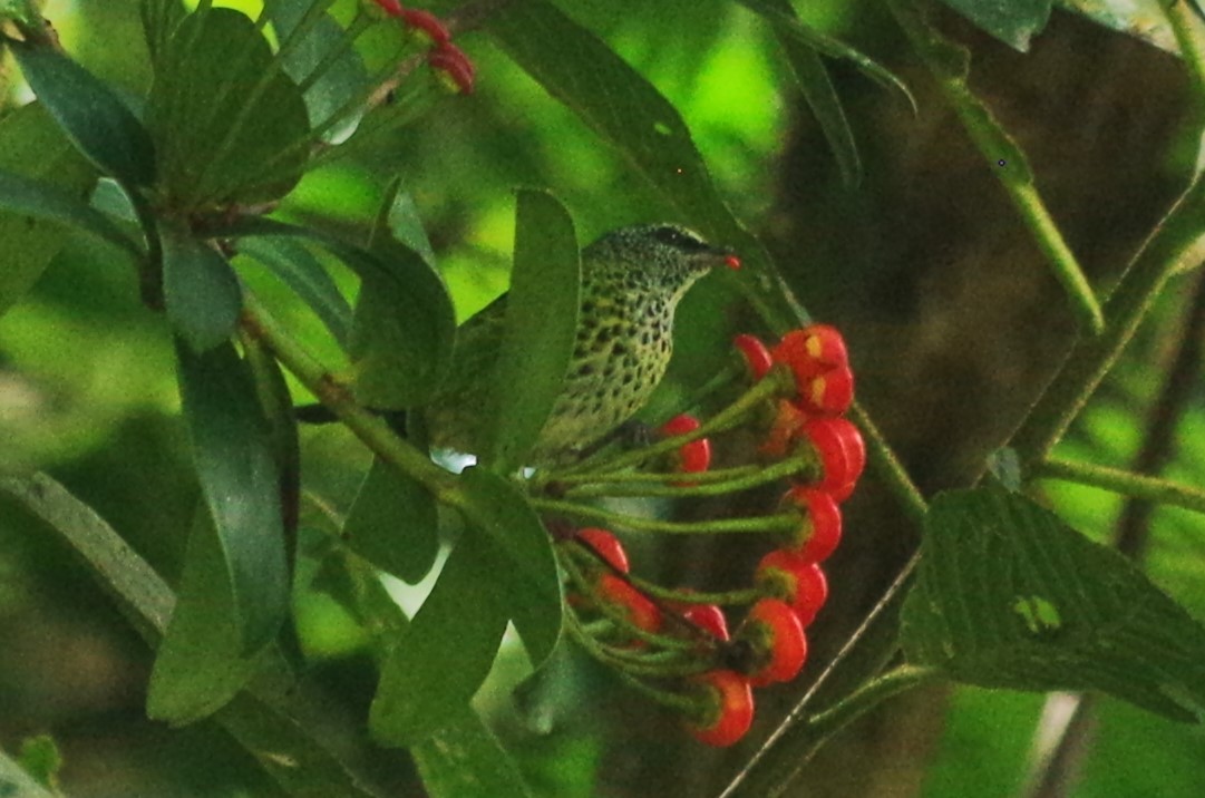 Spotted Tanager - ML617117852