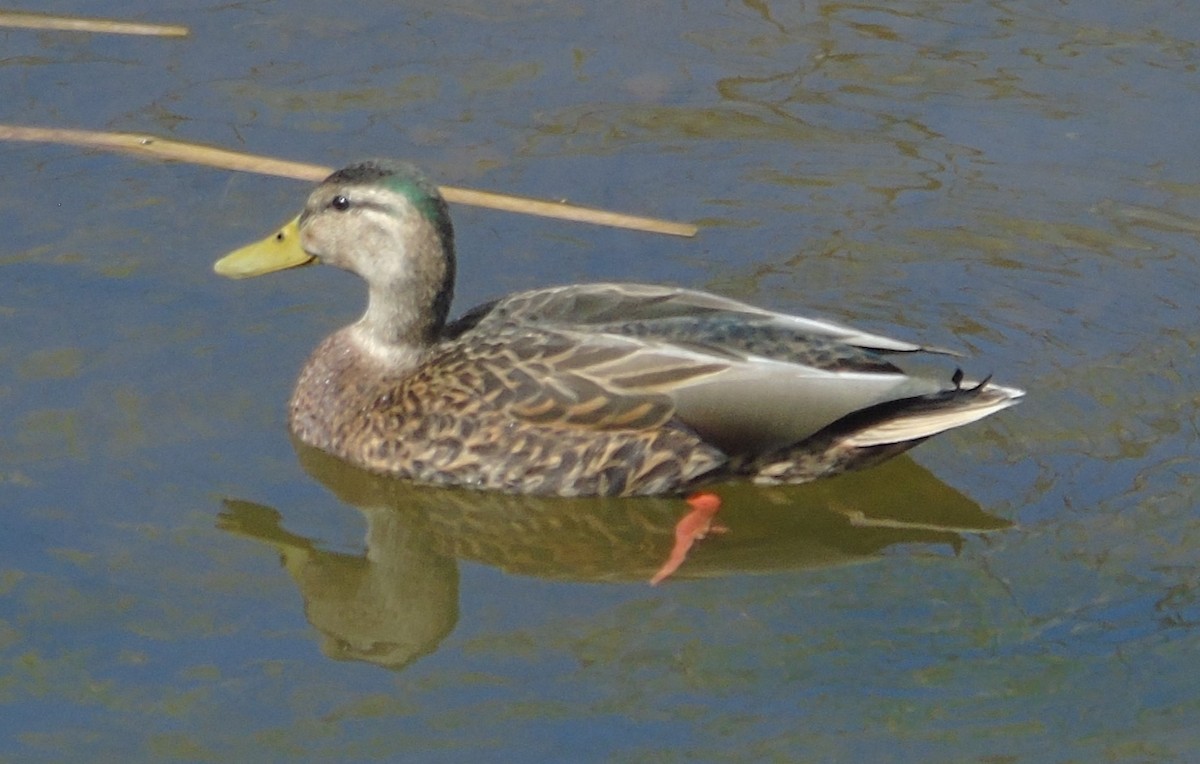 Mexican Duck - ML617117897