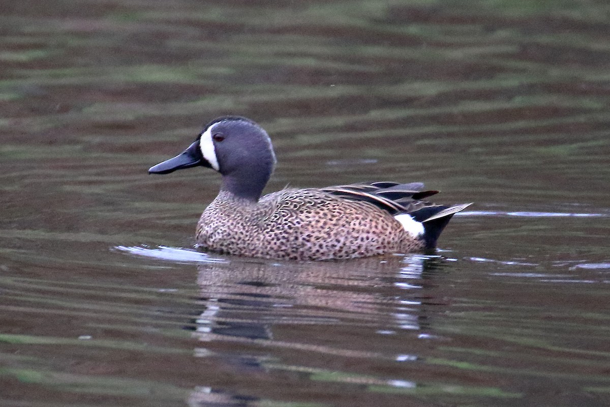Blue-winged Teal - ML617117929