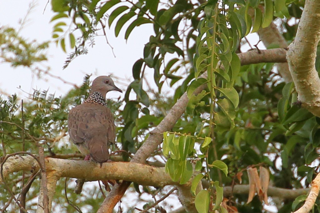 Spotted Dove (Eastern) - ML617117994